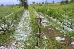Ζημιές σε 7.000 στρέμματα καλλιεργειών από το χαλάζι στο Δ. Αλμυρού