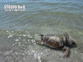 Φωτογραφία για Θανάσιμα τραυματισμένη θαλάσσια χελώνα Καρέτα Καρέτα στην Αργολίδα