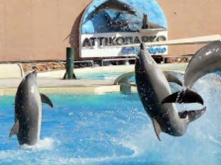Φωτογραφία για Ο Δημαράς ζητά το τέλος των show με τα δελφίνια στο Αττικό Ζωολογικό Πάρκο
