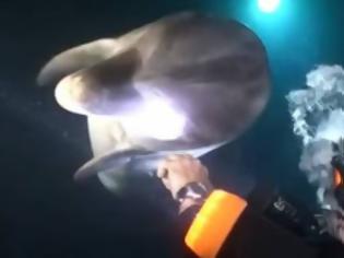 Φωτογραφία για ΣΥΓΚΛΟΝΙΣΤΙΚΟ - Πληγωμένο δελφίνι πλησιάζει δύτη και του... ζητά βοήθεια [video]