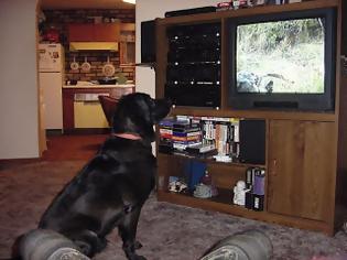 Φωτογραφία για Απίθανο! Βλέπει ο σκύλος σας τηλεόραση; Τώρα θα έχει και δικό του... τηλεκοντρόλ [photo]