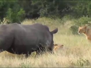 Φωτογραφία για Απίθανο βίντεο: Δείτε τη μάχη ενός λιονταριού και ενός ρινόκερου - Ποιος θα κερδίσει; [video]