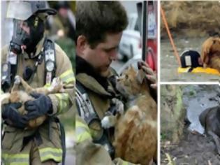Φωτογραφία για ΗΡΩΕΣ! Δείτε 16 Γενναίους πυροσβέστες τη στιγμή που σώζουν τις ζωές διαφόρων ζώων... [photos]