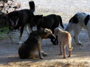 Φωτογραφία για Κοζάνη: Αντιδράσεις για τα πρόστιμα ύψους  270.000 ευρώ σε προέδρους φιλοζωικών