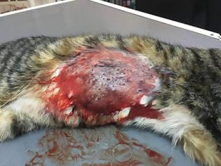 Φωτογραφία για Βρήκε την γάτα της πυροβολημένη στην αυλή του σπιτιού της στη Γλυφάδα
