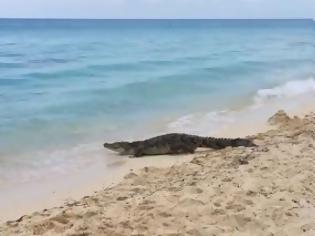 Φωτογραφία για Κροκόδειλος περπατά σε παραλία ανάμεσα σε τουρίστες! [video]