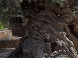 Φωτογραφία για Η ελιά της Κρήτης που εντυπωσίασε τη NASA