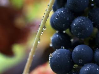 Φωτογραφία για 8.350 δολάρια για ένα τσαμπί σταφύλι!