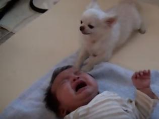 Φωτογραφία για Αυτό που κάνει το τσιουάουα για να ΗΡΕΜΗΣΕΙ το μωρό θα σας κάνει να Λυγισετε... [video]