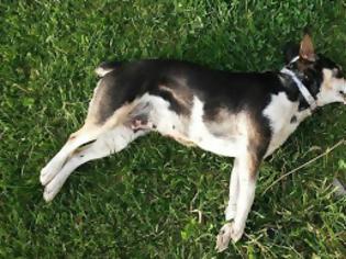 Φωτογραφία για Μπαράζ δηλητηρίασης σκύλων από ασυνείδητο. 6 νεκροί σκύλοι σε μικρο χρονικό διάστημα