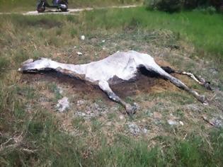 Φωτογραφία για Ζάκυνθος: Αναζητούν τον ιδιοκτήτη του αλόγου που το εγκατέλειψε και το άφησε να πεθάνει