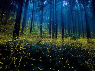 Φωτογραφία για Απίστευτο θέαμα στην Ιαπωνία από... πυγολαμπίδες! [photos]