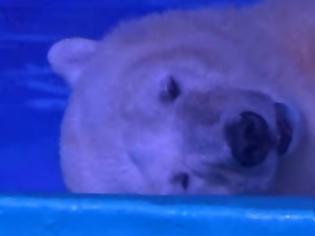 Φωτογραφία για ΣΑΛΟΣ! Έχουν πολική αρκούδα παγιδευμένη σε εμπορικό κέντρο για να... βγάζουν selfie οι περαστικοί!