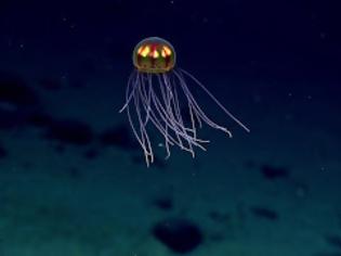 Φωτογραφία για Μυστηριώδη πλάσματα που βρέθηκαν στους ωκεανούς! [photos]