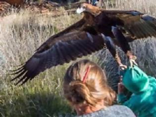 Φωτογραφία για Παραλίγο τραγωδία: Αετός επιχείρησε να αρπάξει αγόρι σε επίδειξη αρπακτικών στην Αυστραλία