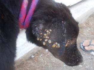 Φωτογραφία για Σαλαμίνα: Πυροσβέστες βρήκαν τον ένα σκύλο νεκρό και τον δεύτερο να τον τρώνε εκατοντάδες τσιμπούρια