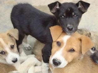 Φωτογραφία για Στειρώσεις Αδέσποτων Σκύλων στην Καλαμπάκα