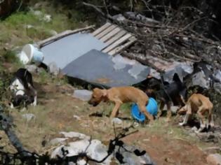Φωτογραφία για Εικόνες ντροπής με υποσιτισμένα, τραυματισμένα και νεκρά σκυλιά στην Τρίπολη [photos+video]