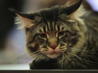 Φωτογραφία για Σε φυλάκιση 2 ετών καταδικάστηκε ο 57χρονος που σκότωσε με πολλαπλά χτυπήματα γάτα στο Βόλο!
