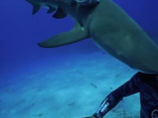 Φωτογραφία για Το βίντεο του ΤΡΟΜΟΥ: Καρχαρίας ρίχνει κεφαλιά σε δύτη και του σπάει τη μάσκα στο πρόσωπο. Τι ΑΝΑΚΑΛΥΨΑΝ μετά; [video]