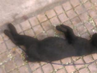 Φωτογραφία για Έπνιξε την γάτα και την κρέμασε έξω από τα κάγκελα Νηπιαγωγείου στα Κάτω Πατήσια