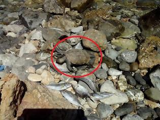 Φωτογραφία για Λασίθι: Βρήκε στην παραλία νεκρά ψάρια και μια θαλάσσια χελώνα που θανατώθηκαν από δυναμίτη [video]