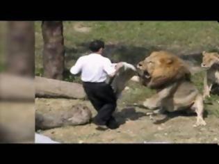 Φωτογραφία για ΒΙΝΤΕΟ - ΣΟΚ: Μπαίνει στο κλουβί με το λιοντάρι και το παίζει... ταυρομάχος αλλά... [video]