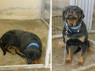 Φωτογραφία για ΣOK - Δολοφονία 4 σκύλων από το Δήμαρχο Κοζάνης [ΕΓΓΡΑΦΑ]