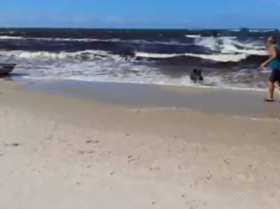 Φωτογραφία για Αγριογούρουνο βγαίνει στη στεριά , κυνηγάει τουρίστες και γίνεται VIRAL! [video]