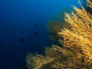 Φωτογραφία για Την προστασία κοραλλιογενούς περιοχής ζητούν οι αυτοδύτες Βόλου
