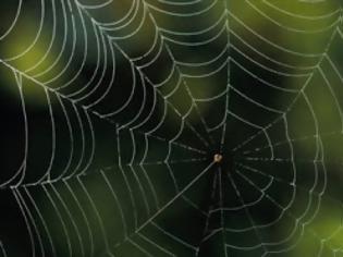 Φωτογραφία για Πώς αλλάζει ο ιστός μιας αράχνης όταν αυτή βρίσκεται υπό την επήρεια ναρκωτικών;