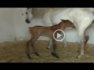 Φωτογραφία για ΑΠΙΣΤΕΥΤΟ: ΔΕΙΤΕ Καρέ – καρέ η γέννηση ενός αλόγου - Γίνετε οι νονοί του πουλαριού της Γκρέκας... [video]