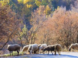 Φωτογραφία για Ένστολοι θα είναι στο εξής οι δασοφύλακες!