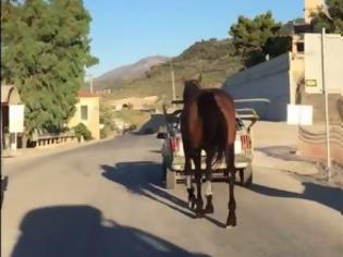 Φωτογραφία για Ακράτα: Σε όχημα χωρίς πινακίδες έδεσε άλογο θέτοντας σε κίνδυνο ζώο και διερχόμενους [video]
