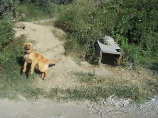 Φωτογραφία για Σπαρμένο απο σκυλιά σκιάχτρα το πανέμορφο νησί της Σκύρου