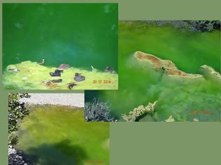 Φωτογραφία για Ζαγόρι: Ρυπογόνα φορτία έχουν αλλάξει το χρώμα των νερών στον Ζαγορίτικο ποταμό