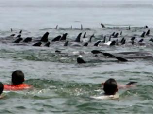 Φωτογραφία για Ανησυχητικά μεγάλος ο αριθμός δελφινιών που εκβράζονται στη Μαύρη Θάλασσα