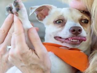 Φωτογραφία για O Bubba, το σκυλάκι που ήταν ΕΘΙΣΜΕΝΟ στα ναρκωτικά, θεραπεύτηκε και ξεκινά μια νέα ζωή... [photos]