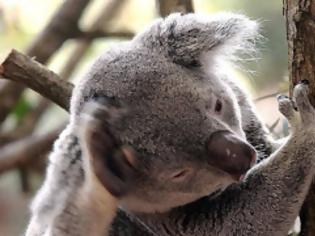 Φωτογραφία για Εξυπνότερο το αυστραλιανό κοάλα από τα άλλα είδη αρκούδας