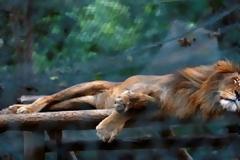 Τα ζώα στους ζωολογικούς κήπους στη Βενεζουέλα πεθαίνουν από την πείνα