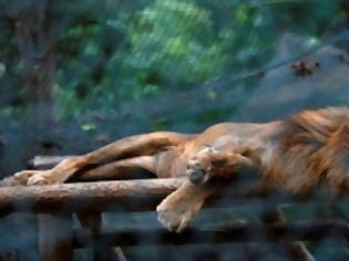 Φωτογραφία για Τα ζώα στους ζωολογικούς κήπους στη Βενεζουέλα πεθαίνουν από την πείνα