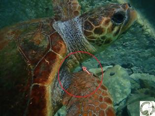 Φωτογραφία για Νάξος: Η θαλάσσια χελώνα τον άφησε να βγάλει από το λαιμό της το αγκίστρι ενώ ήταν στον βυθό