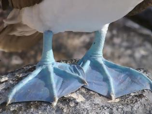 Φωτογραφία για Περίεργα εξωτικά πουλιά με μπλε πόδια! [photos]