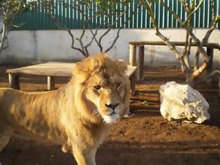 Φωτογραφία για Kύπρος: Ο Μέλιος δηλώνει ότι φεύγει… Τα ζώα μένουν κι «ας τα αναλάβουν οι αρμόδιοι»