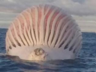 Φωτογραφία για Έκπληκτοι Ψαράδες βλέπουν μια Εξωγήινη Μπάλα να Επιπλέει στη Θάλασσα - Μόλις πλησίασαν κοντά της, ΠΑΓΩΣΑΝ… [photos+video]