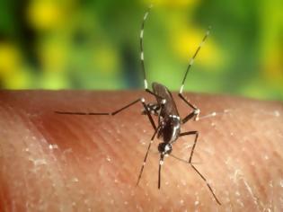Φωτογραφία για Απελευθέρωσαν γενετικά τροποποιημένα κουνούπια στα νησιά Κέιμαν