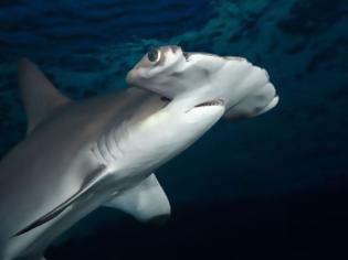 Φωτογραφία για Τι κοινό έχουν οι σφυροκέφαλοι καρχαρίες με τους τεμπέληδες ανθρώπους;