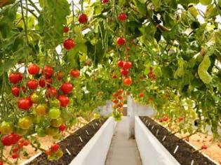 Φωτογραφία για Δώδεκα φυτά που αξίζει να καλλιεργήσετε δίπλα στις ντομάτες σας