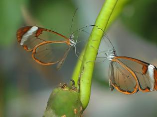 Φωτογραφία για Κι όμως υπάρχουν πεταλούδες με διάφανα φτερά [photos]