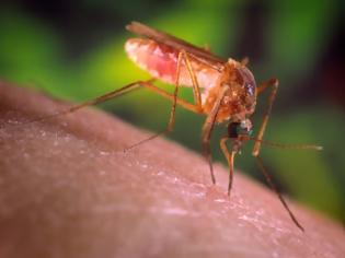 Φωτογραφία για Εφαρμογή Προγράμματος Καταπολέμησης Κουνουπιών 2016